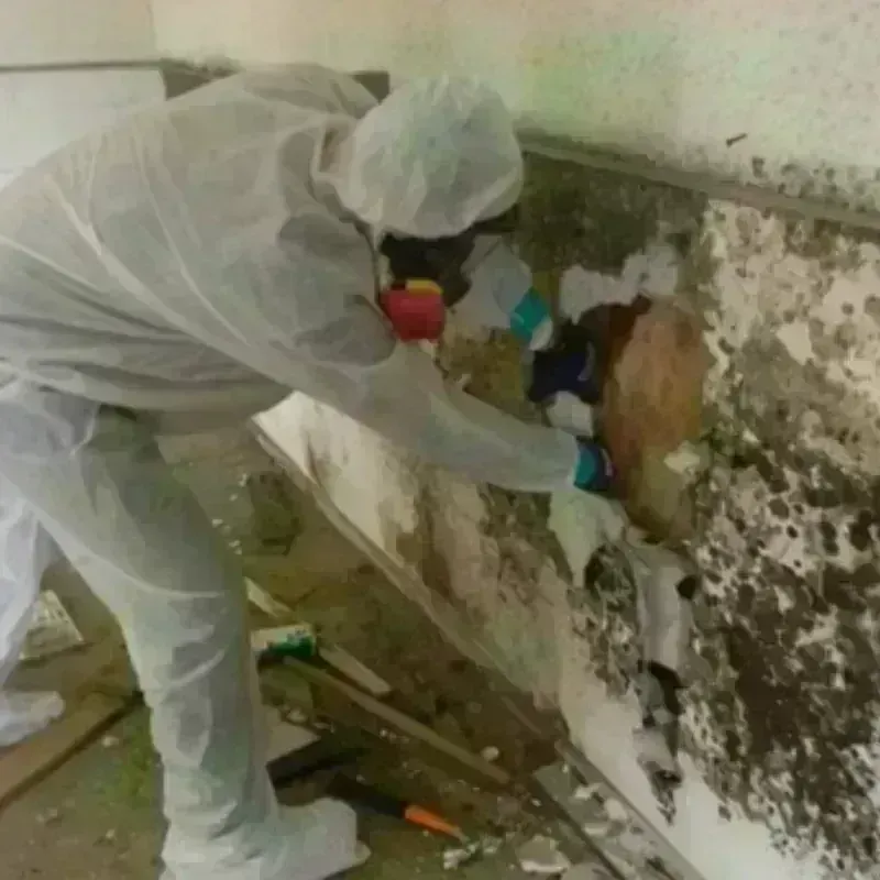 Mold Remediation and Removal in Rye Brook, NY